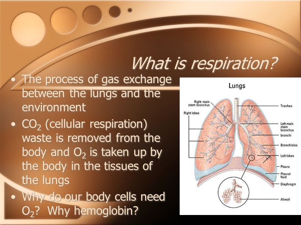 What is respiration The process of gas exchange between the lungs and the environment.