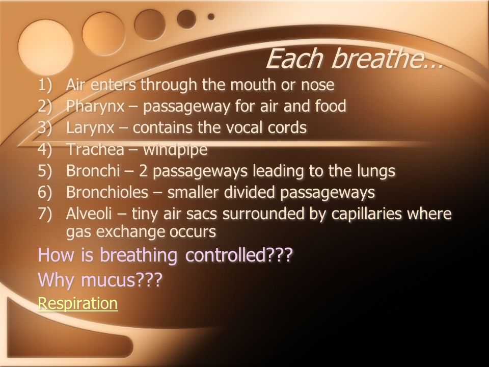 Each breathe… How is breathing controlled Why mucus