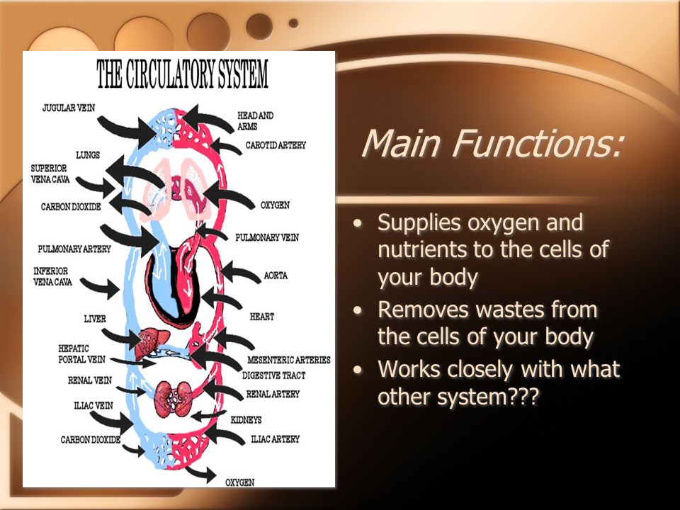 Main Functions: Supplies oxygen and nutrients to the cells of your body. Removes wastes from the cells of your body.