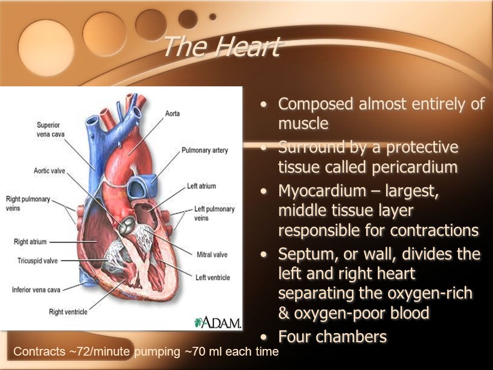 The Heart Composed almost entirely of muscle