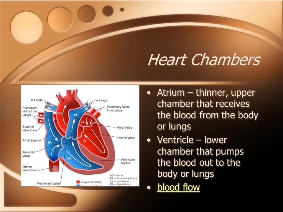 Heart Chambers Atrium – thinner, upper chamber that receives the blood from the body or lungs.