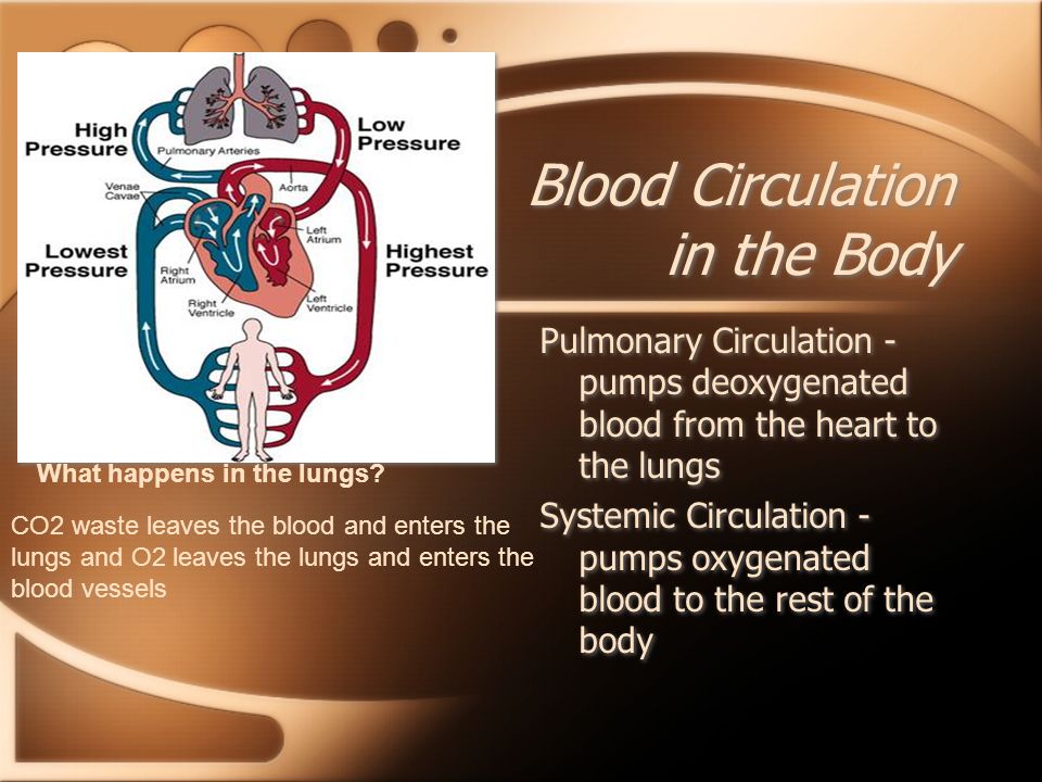 Blood Circulation in the Body