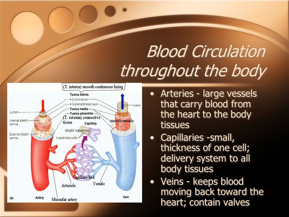 Blood Circulation throughout the body