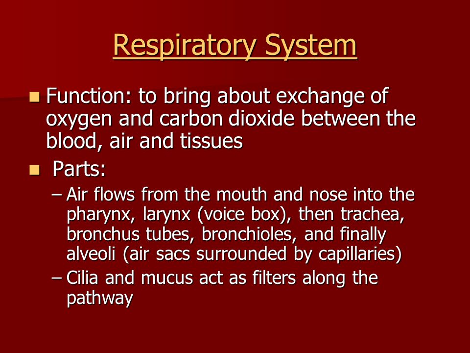 Respiratory System Function: to bring about exchange of oxygen and carbon dioxide between the blood, air and tissues.