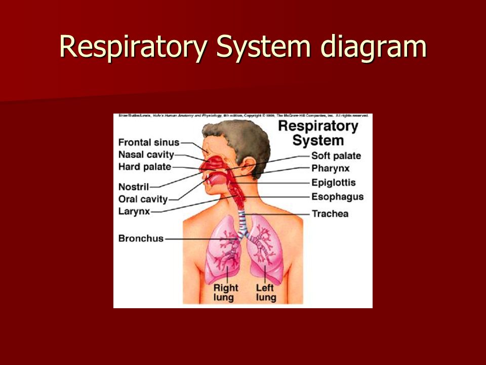Respiratory System diagram