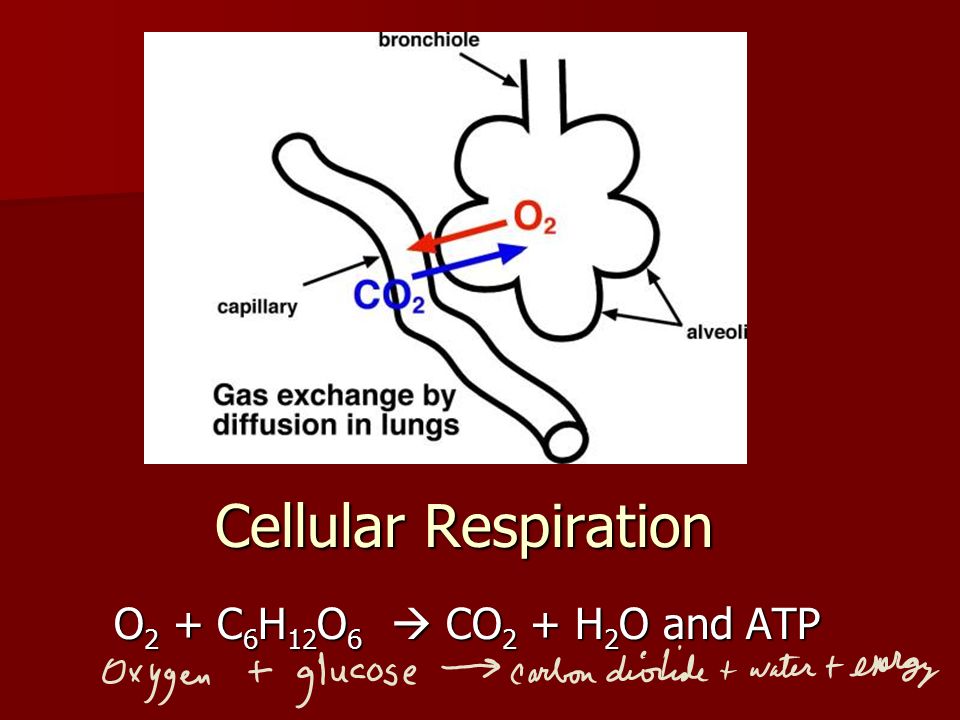 Cellular Respiration O2 + C6H12O6  CO2 + H2O and ATP
