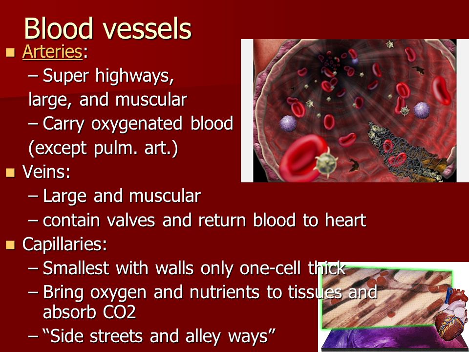 Blood vessels Arteries: Super highways, large, and muscular