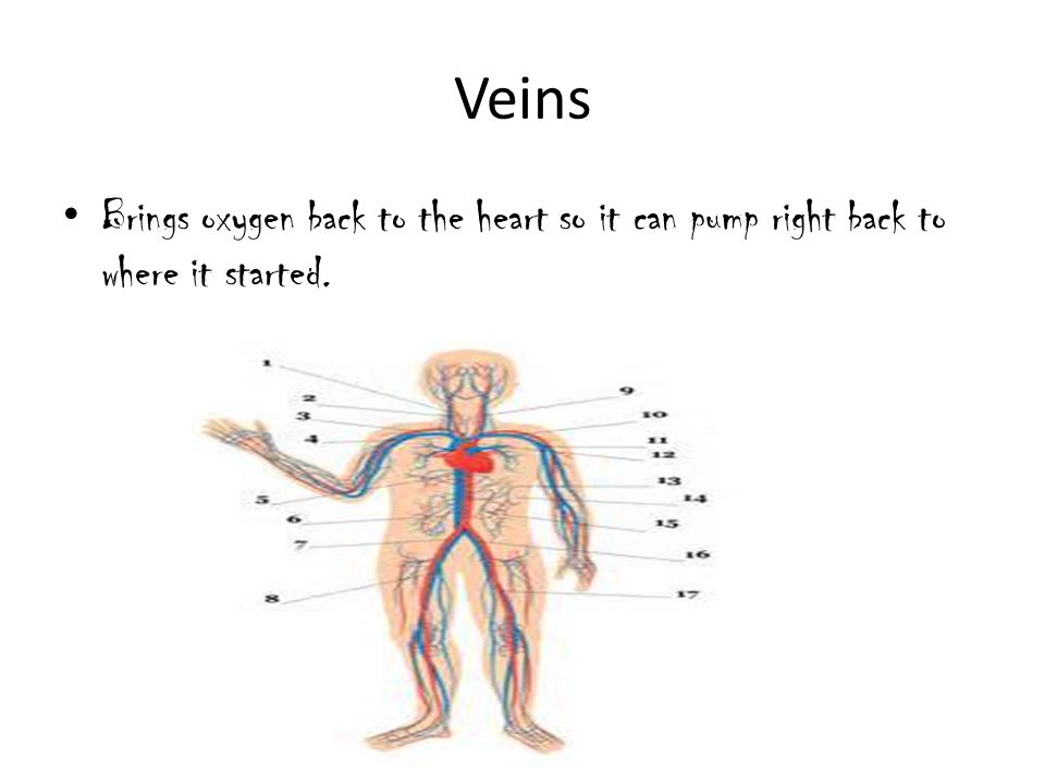 Veins Brings oxygen back to the heart so it can pump right back to where it started.
