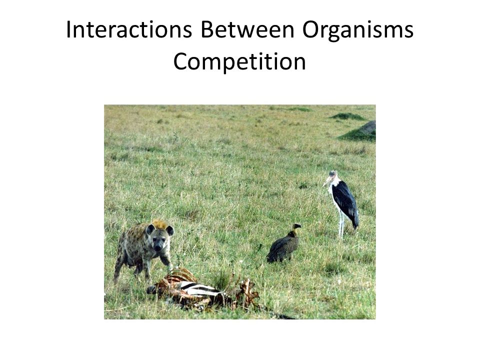 Interactions Between Organisms Competition