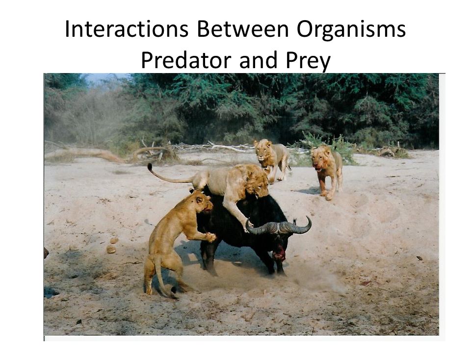 Interactions Between Organisms Predator and Prey