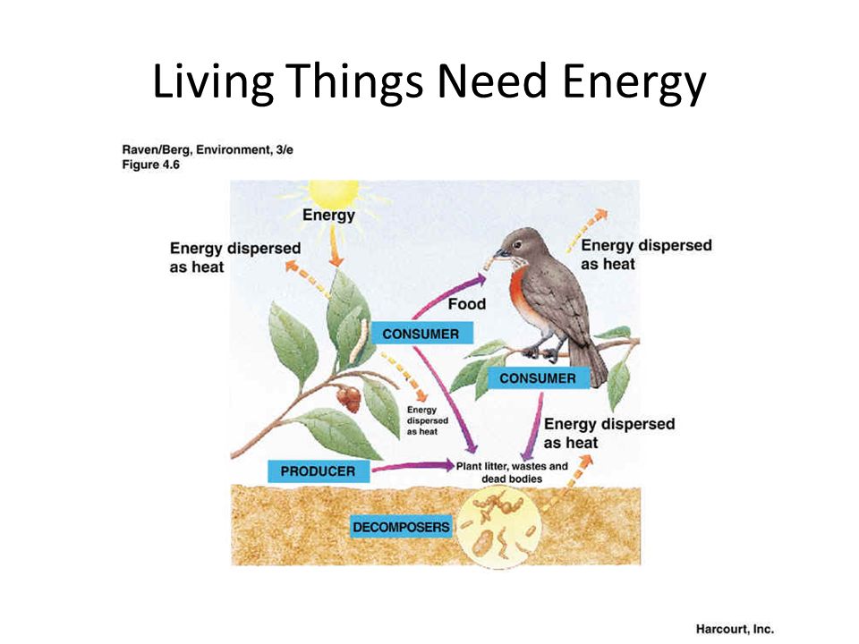 Living Things Need Energy