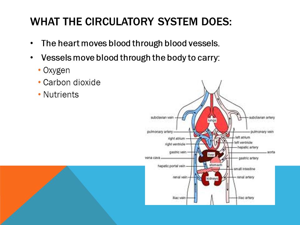 What the Circulatory system does: