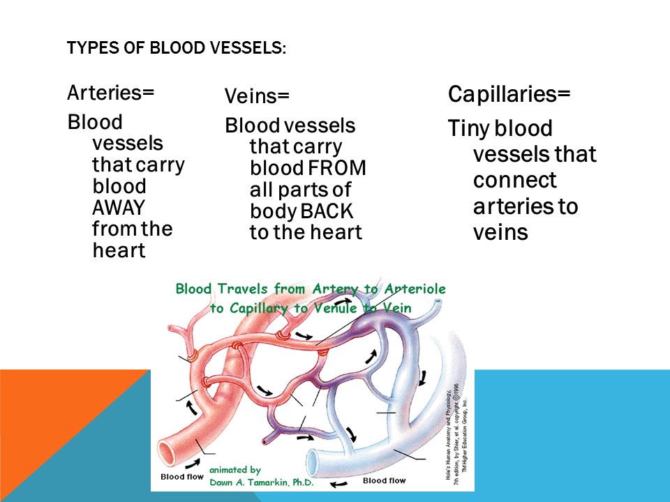 TYPES OF BLOOD VESSELS: