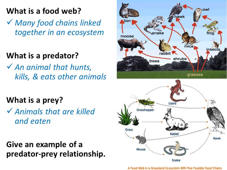 What is a prey? 