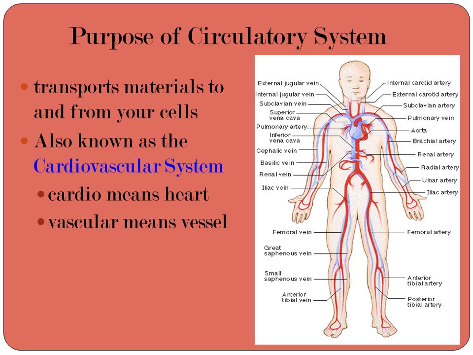Purpose of Circulatory System
