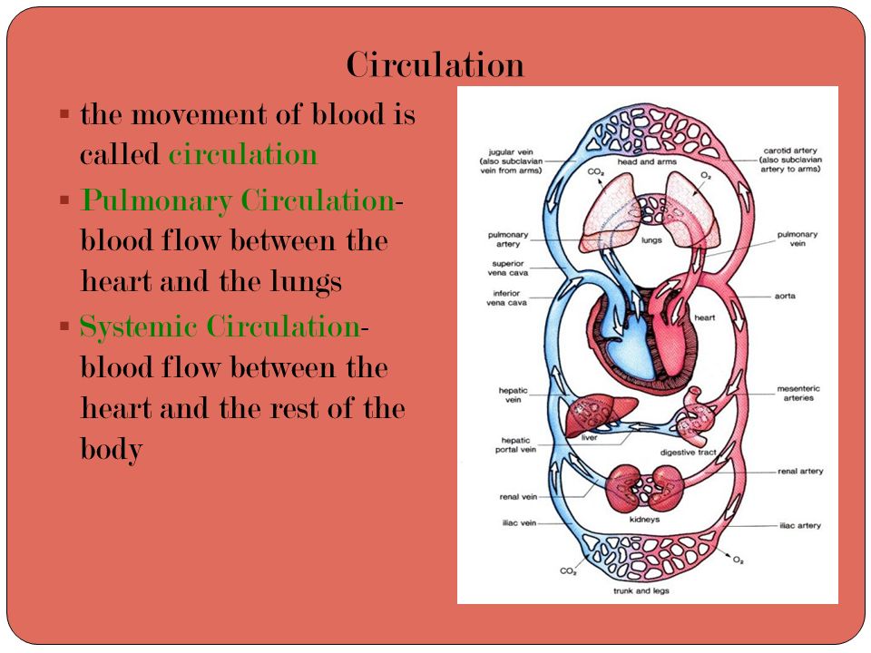 Circulation the movement of blood is called circulation