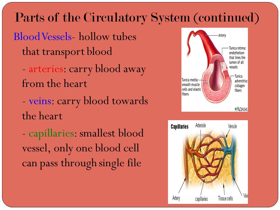 Parts of the Circulatory System (continued)