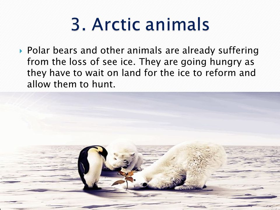 3. Arctic animals