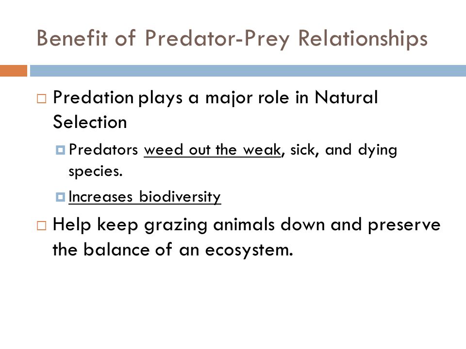 Keystone species, Predator-prey relationships, Ecosystem balance, Biodiversity