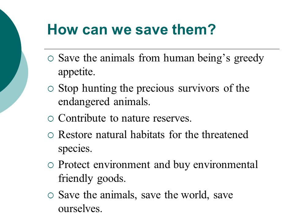 How can we help you. How to save endangered animals. How to protect endangered animals. How can we help endangered species. Save endangered species.