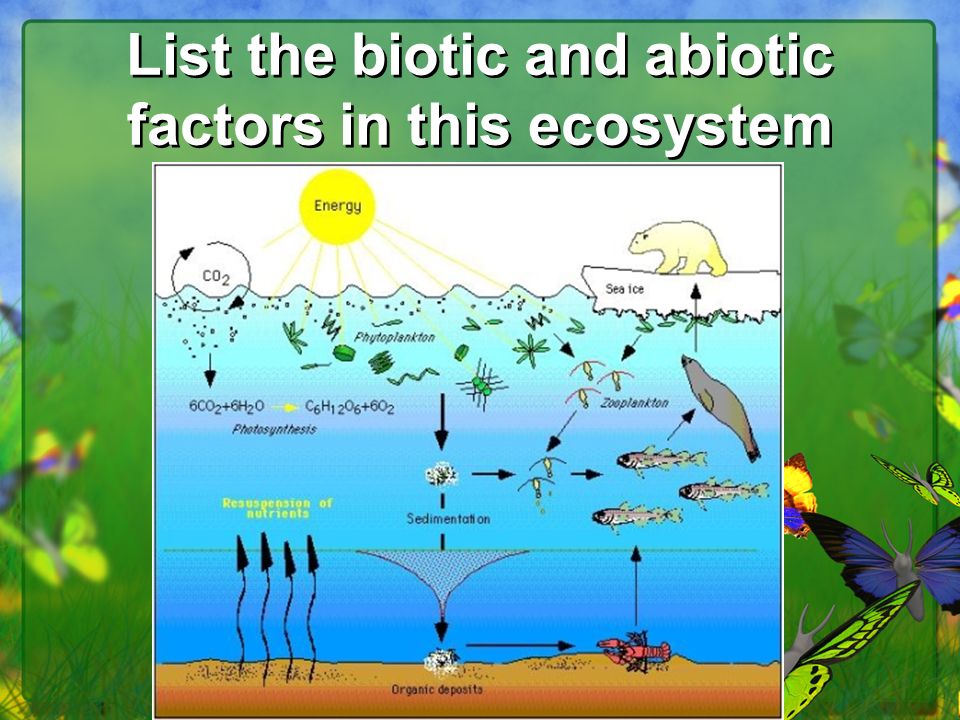 Presentation on theme: "Focus: Abiotic and Biotic Factors, Photosynthe...
