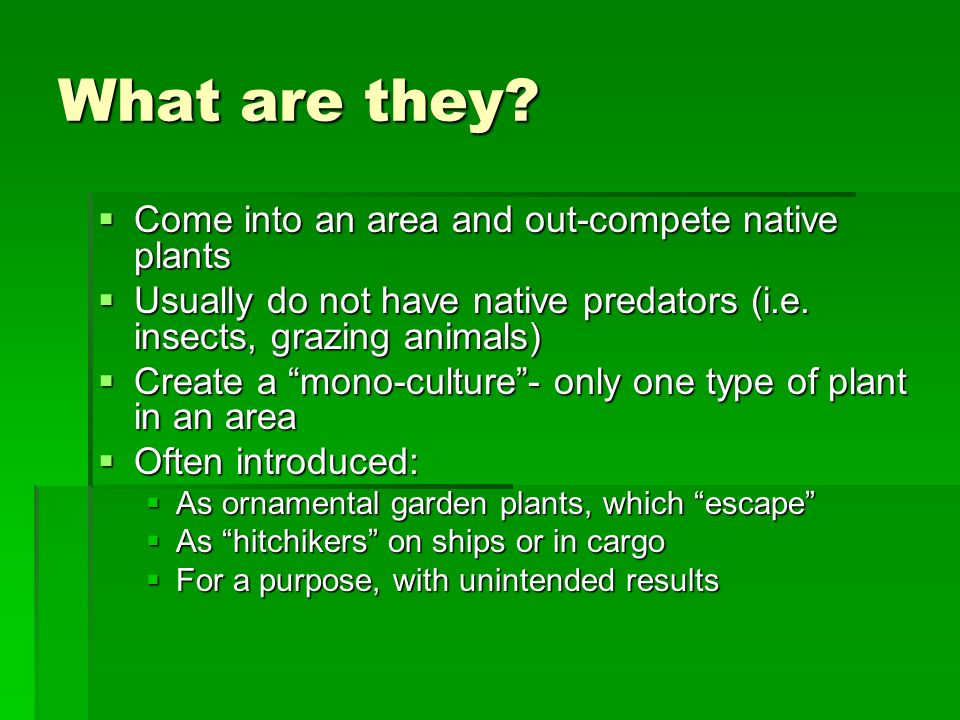 What are they Come into an area and out-compete native plants