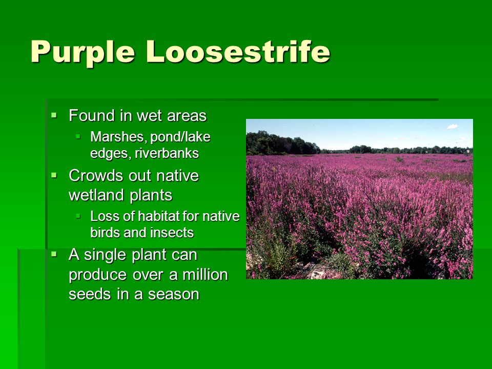 Purple Loosestrife Found in wet areas Crowds out native wetland plants