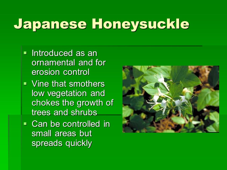Japanese Honeysuckle Introduced as an ornamental and for erosion control.