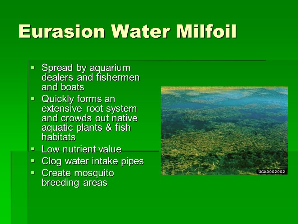 Eurasion Water Milfoil