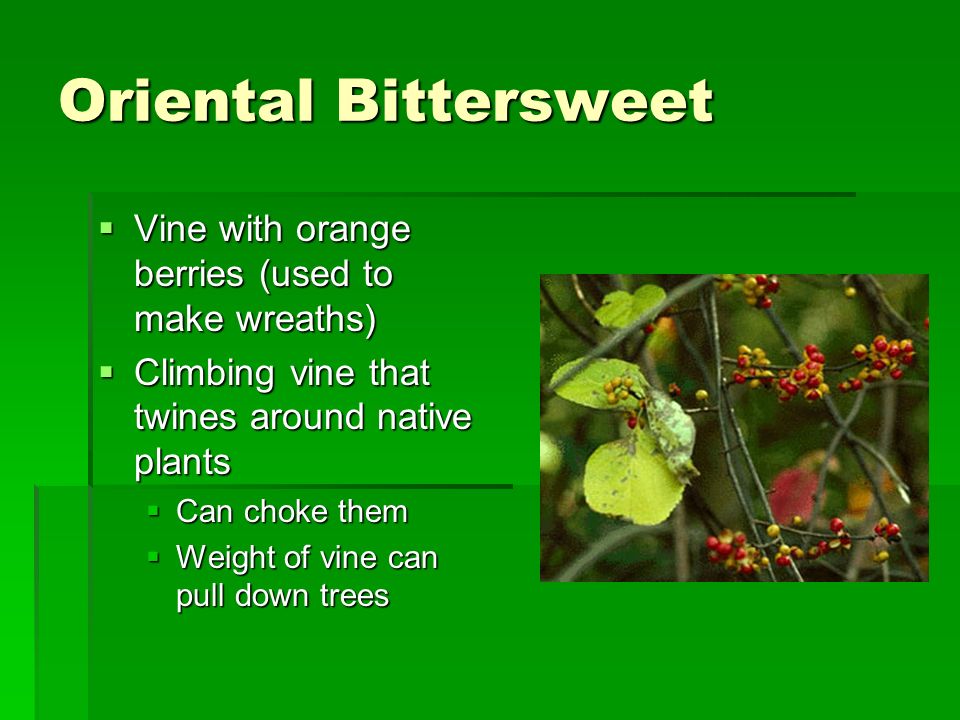 Oriental Bittersweet Vine with orange berries (used to make wreaths)