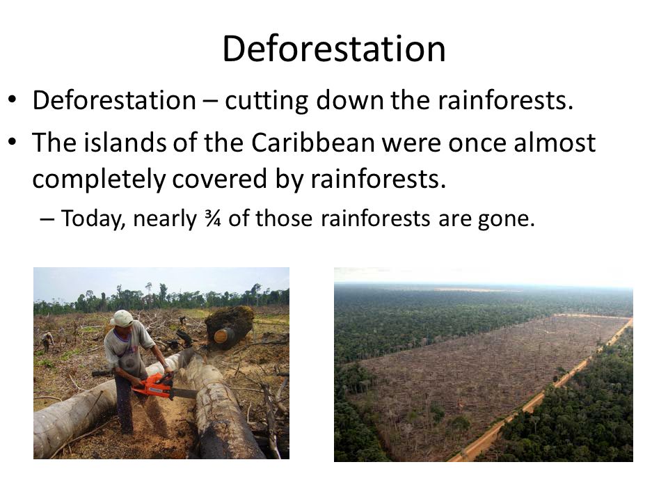 Deforestation Deforestation – cutting down the rainforests.