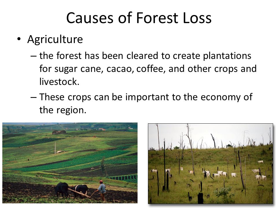 Causes of Forest Loss Agriculture
