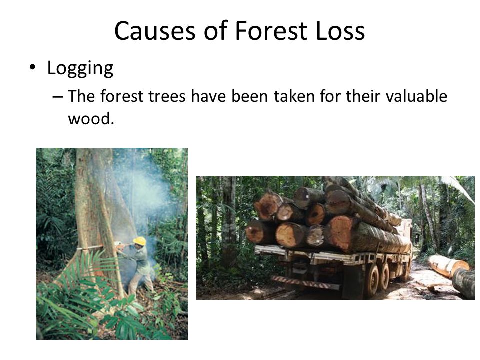 Causes of Forest Loss Logging
