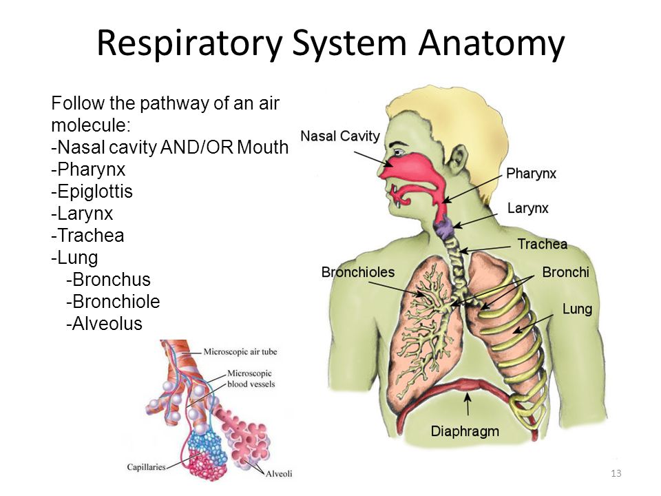Дыхательная латынь. Дыхательная система на английском. Дыхательная система на латинском языке. Дыхаткельнясистема на английском. Строение дыхательной системы на английском.