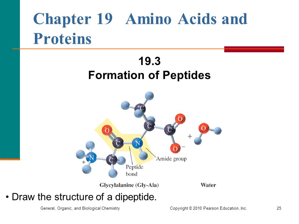 Chapter 19 Amino Acids and Proteins - ppt video online download