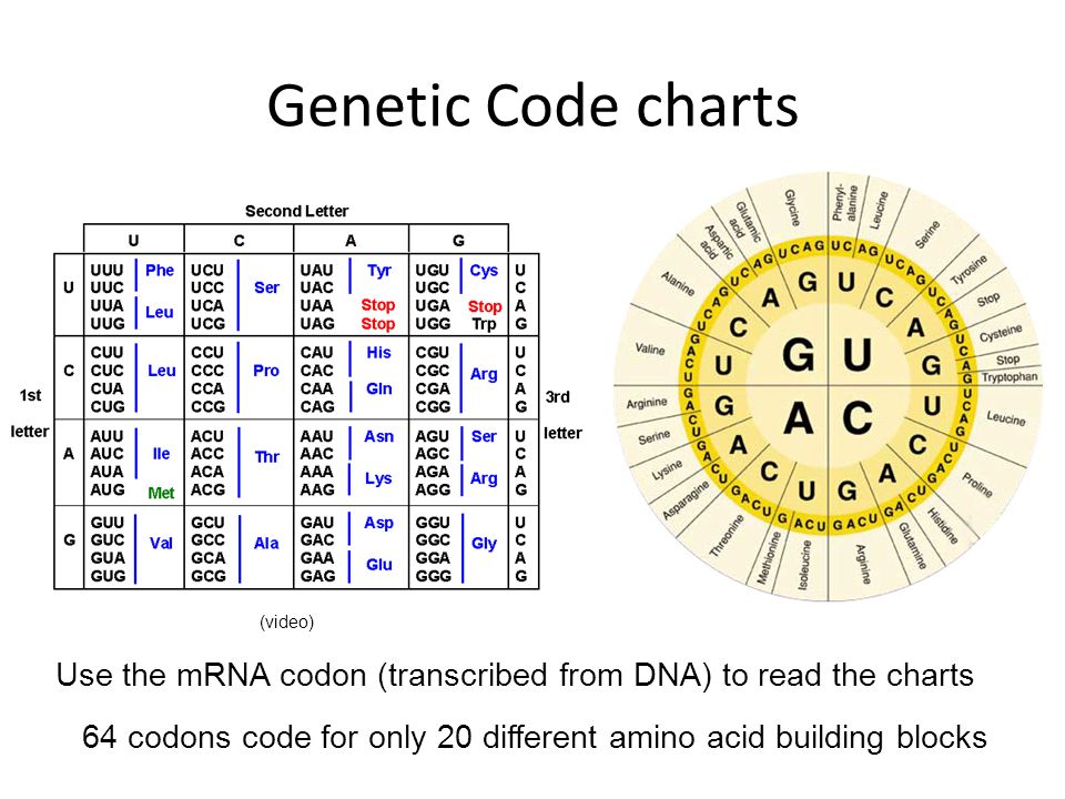 Dna Code Chart