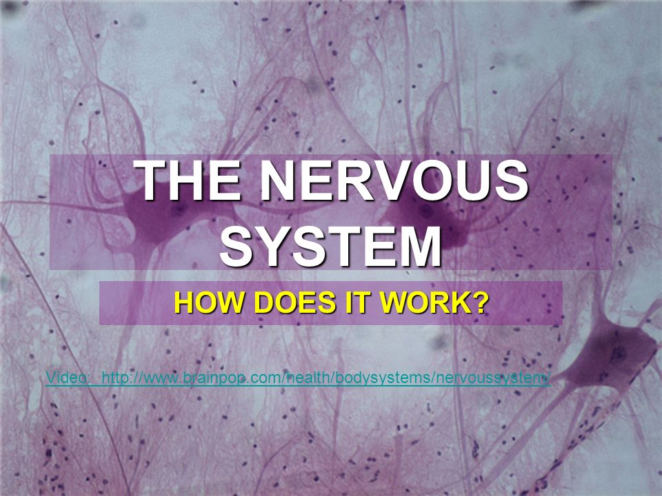THE NERVOUS SYSTEM HOW DOES IT WORK