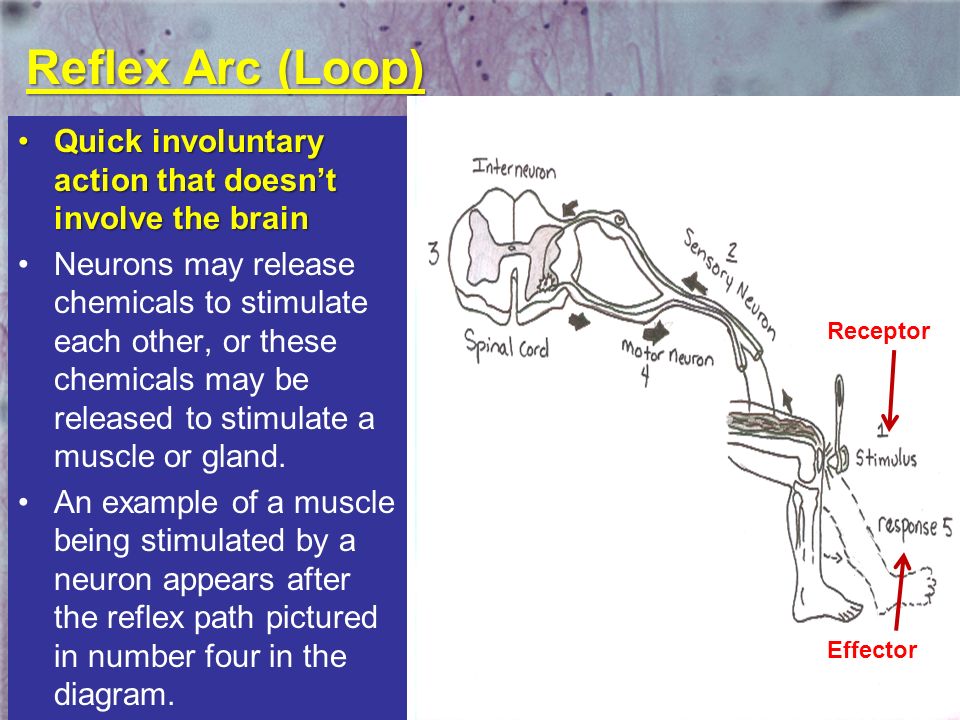 Reflex Arc (Loop) Quick involuntary action that doesn’t involve the brain.