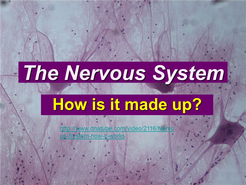 The Nervous System How is it made up