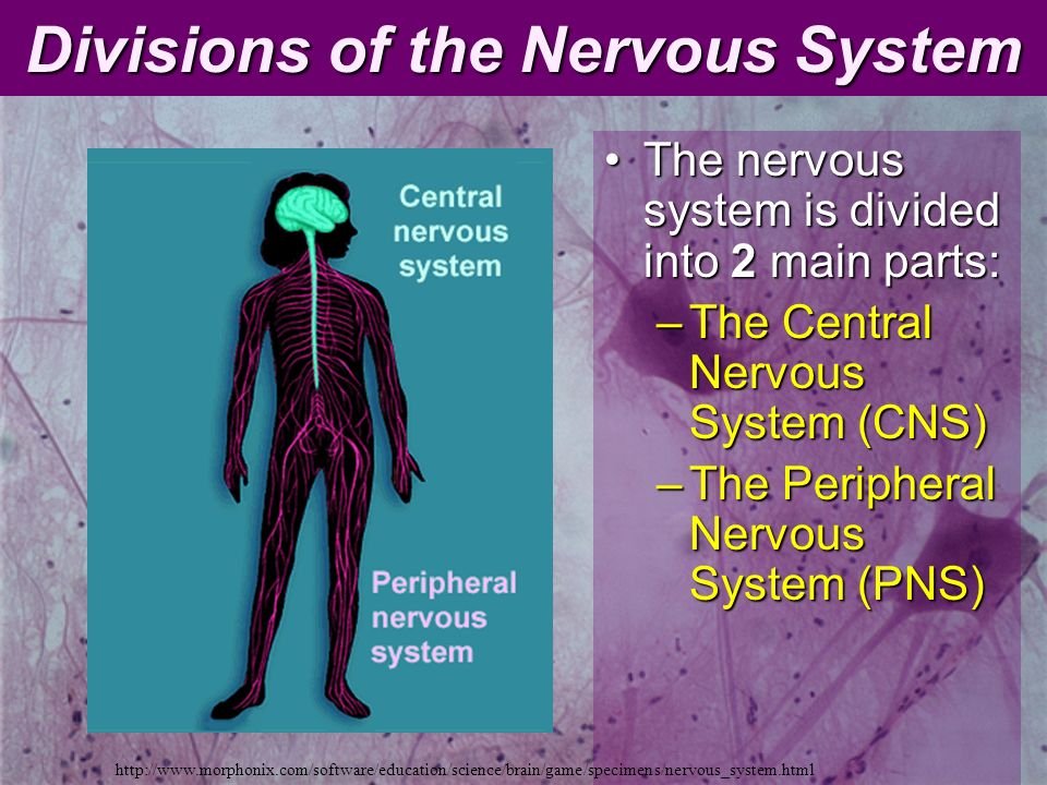 Divisions of the Nervous System