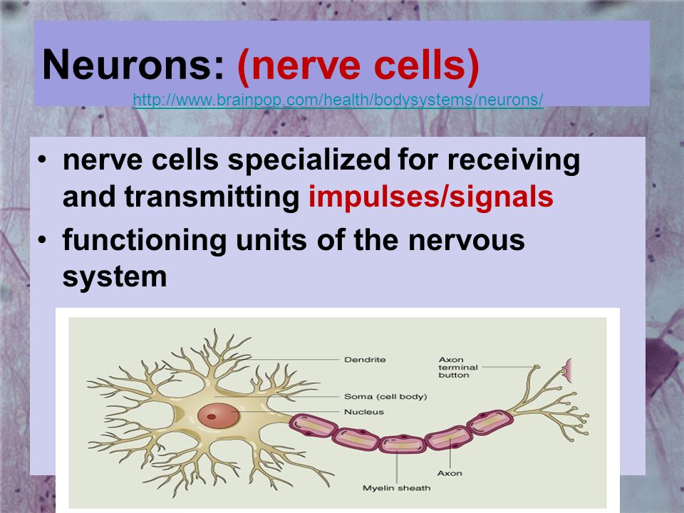 Neurons: (nerve cells)