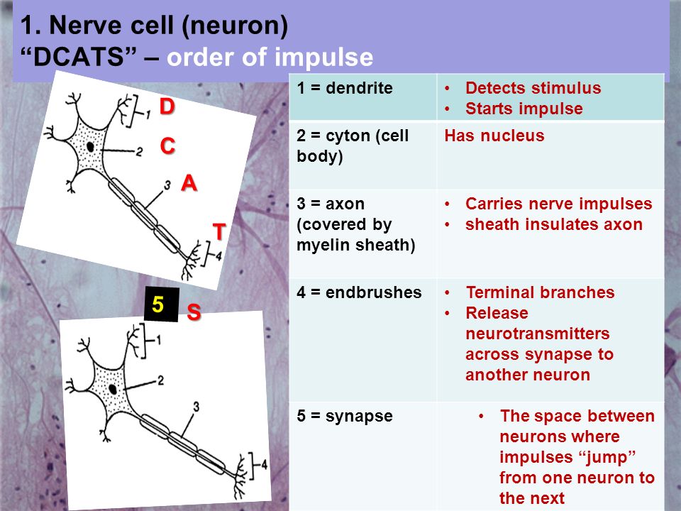 1. Nerve cell (neuron) DCATS – order of impulse