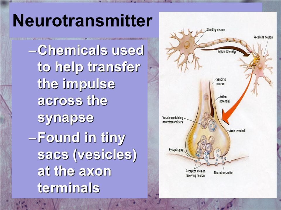 Neurotransmitter Chemicals used to help transfer the impulse across the synapse.