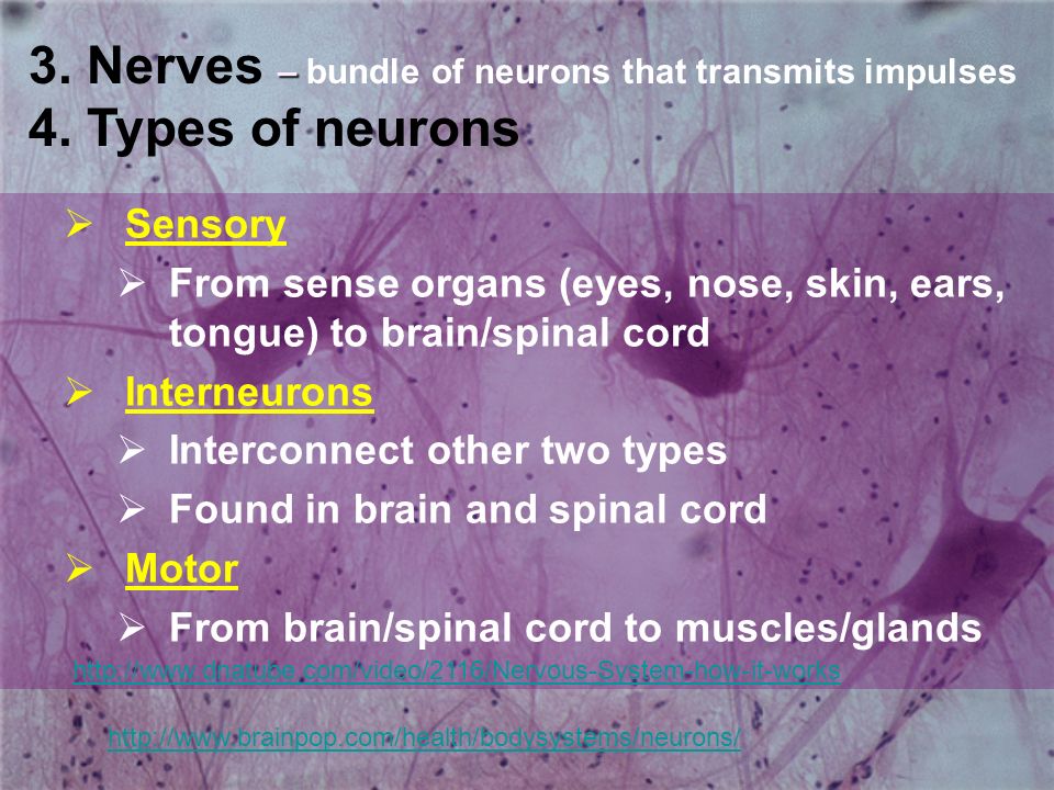 3. Nerves – bundle of neurons that transmits impulses 4