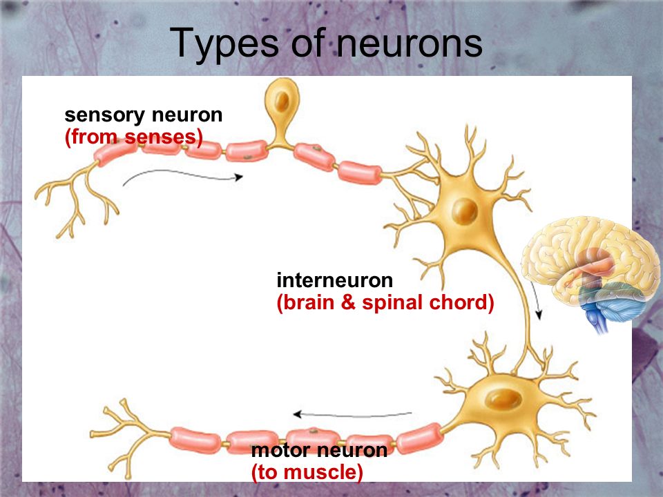Types of neurons sensory neuron (from senses) interneuron