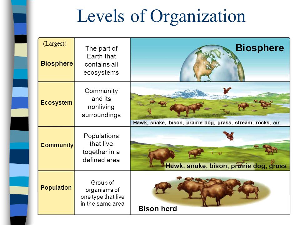 Levels live. Levels of Organization. Levels of Life Organization. Levels of Biological Organization. Levels of Organization of Living things.