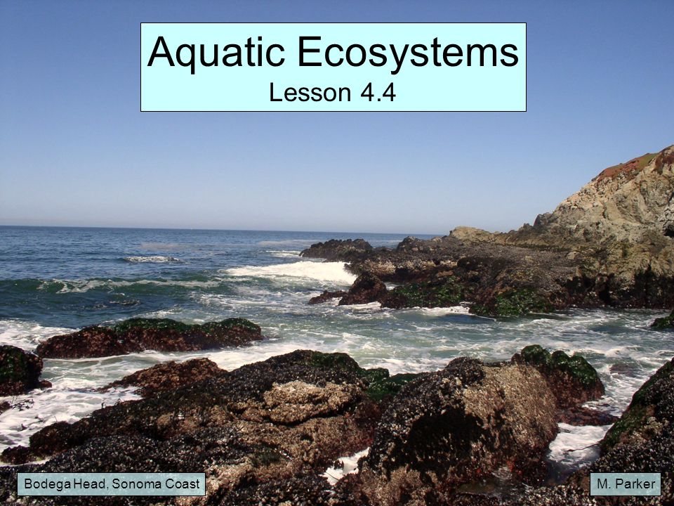 Aquatic Ecosystems Lesson 4.4 Bodega Head, Sonoma Coast M. Parker