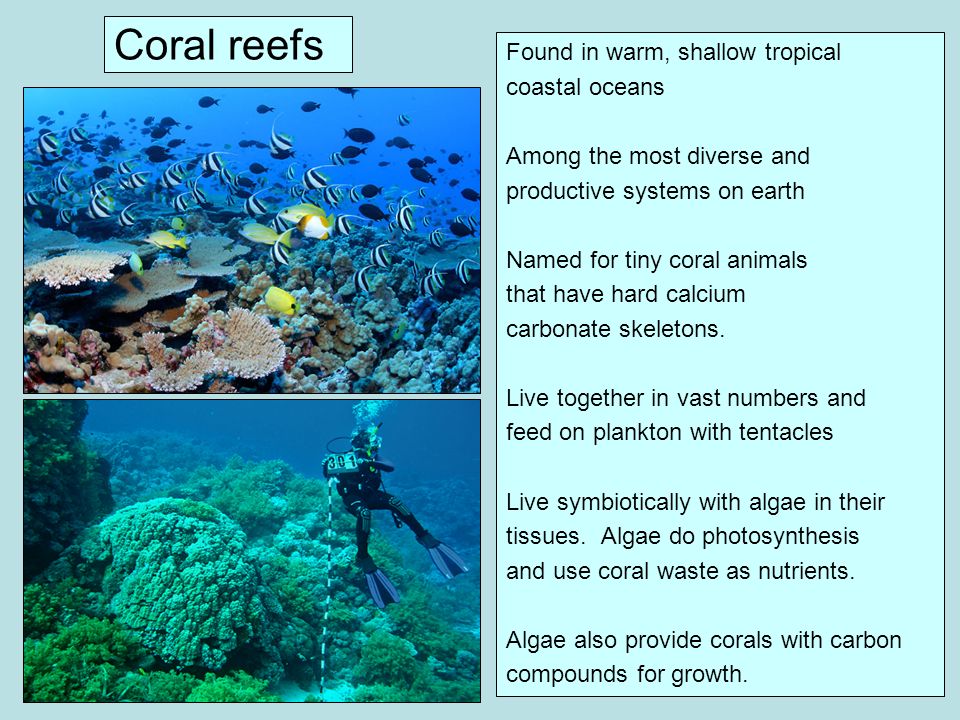 Coral reefs Found in warm, shallow tropical coastal oceans