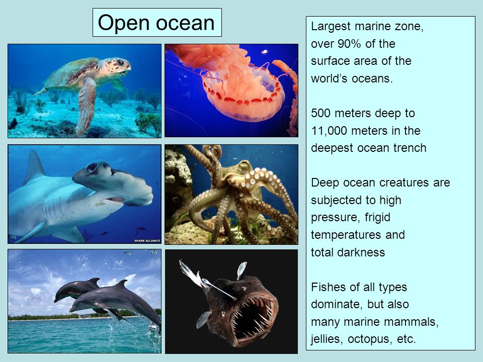 Open ocean Largest marine zone, over 90% of the surface area of the