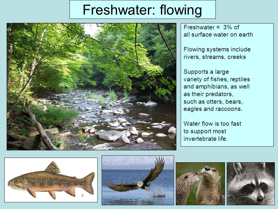 Freshwater: flowing Freshwater = 3% of all surface water on earth